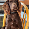 Purebred, friendly, intelligent Cocker Spaniel for a good family-0