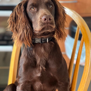 Purebred, friendly, intelligent Cocker Spaniel for a good family