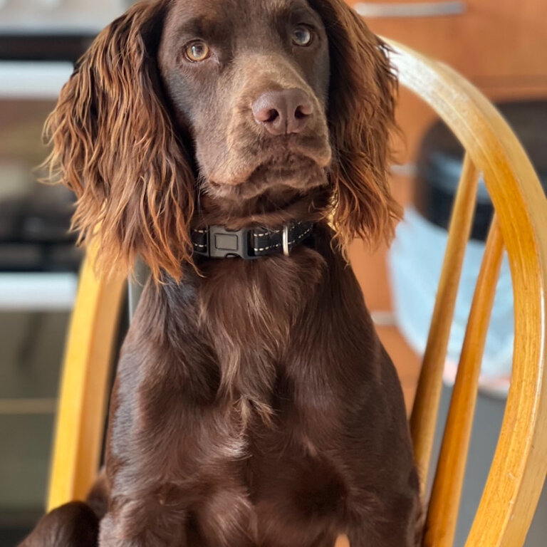 Purebred, friendly, intelligent Cocker Spaniel for a good family