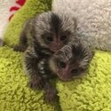 Marmoset monkeys available -2