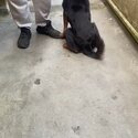 Loving dog needs loving home-2