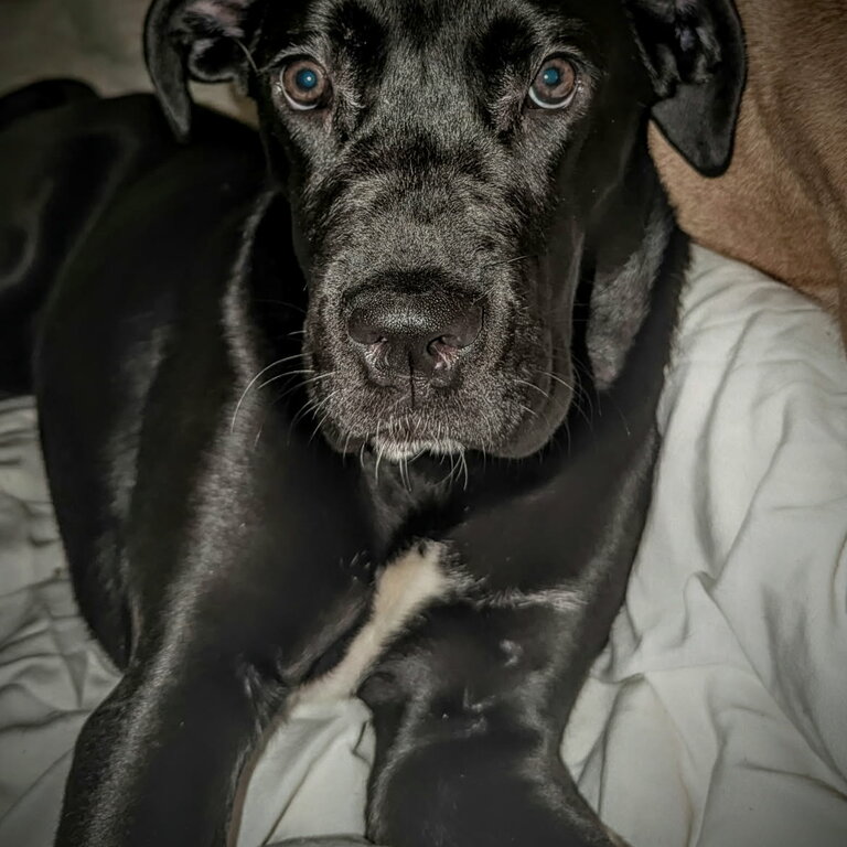 Cane corso X mixed