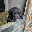 Beautiful Bernese Puppies-2