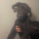 Cane Corso female puppy 16weeks old-0