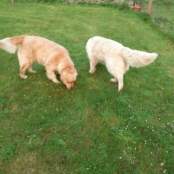 Pure Bred Golden Retrievers