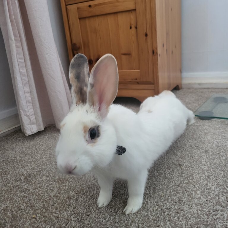 Young male rabbit ready for rehoming