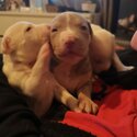 American Staffy Cross Bully Pups Available 14th June-5