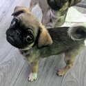 Gorgeous pug puppies -4