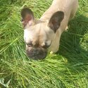 French bulldog puppy -3