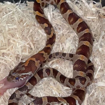 Cornsnake and terrarium 