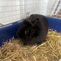 Black LionHead Gorgeous Lad , comes with the shelter-1