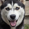 Female Siberian Huskies Full Breed-4