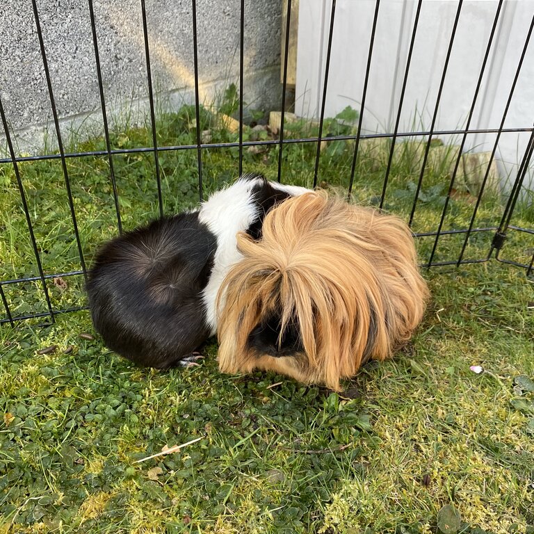 Guinea Pigs for adoption