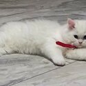 Beautiful Persian cat -0