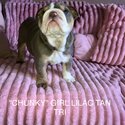 Stunning English bulldogs ready now!-3