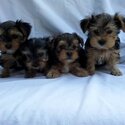 Gorgeous Tiny Yorkie Puppies For Adoption. -0