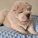 Beautiful Chow Chow puppy -2