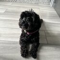 Adopt a  4yr old Poodle mox-0