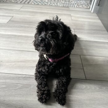 Adopt a  4yr old Poodle mox