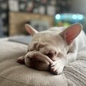 Platinum Frenchbulldog-1