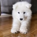 Beautiful Samoyed puppies for sale :)-5