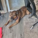 4 year old brindle staffy-1