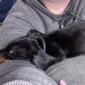 Miniature dachshund for sale -2