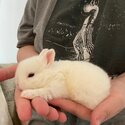 Netherland dwarf Cross mini lop baby rabbits -0