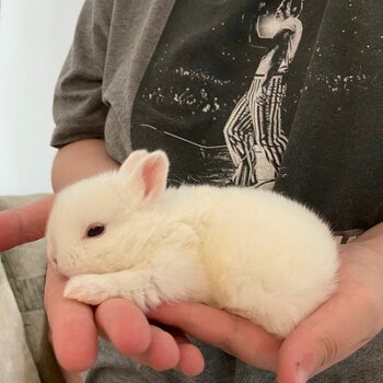 Netherland dwarf Cross mini lop baby rabbits 