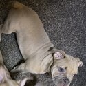 3 american pocket bully X French bulldog puppies -3