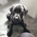 female pup for sale -1