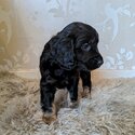 Beautiful Cocker Spaniel x Collie puppies for sale-2