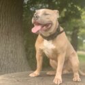 BEAUTIFUL AMERICAN BULLY [BLUE EYES]-0