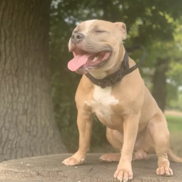 BEAUTIFUL AMERICAN BULLY [BLUE EYES]