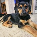 German Shepherd x Doberman/Rottweiler-5