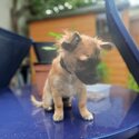 I am selling a chuawa and terrier mixed dog,he looks like a chuawa but has a terriers coat-3