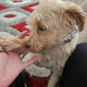 9 month old female Yorkiepoo -2