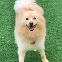 German Spitz Mittel/Pomeranian 2 yrs old looking for new home-0