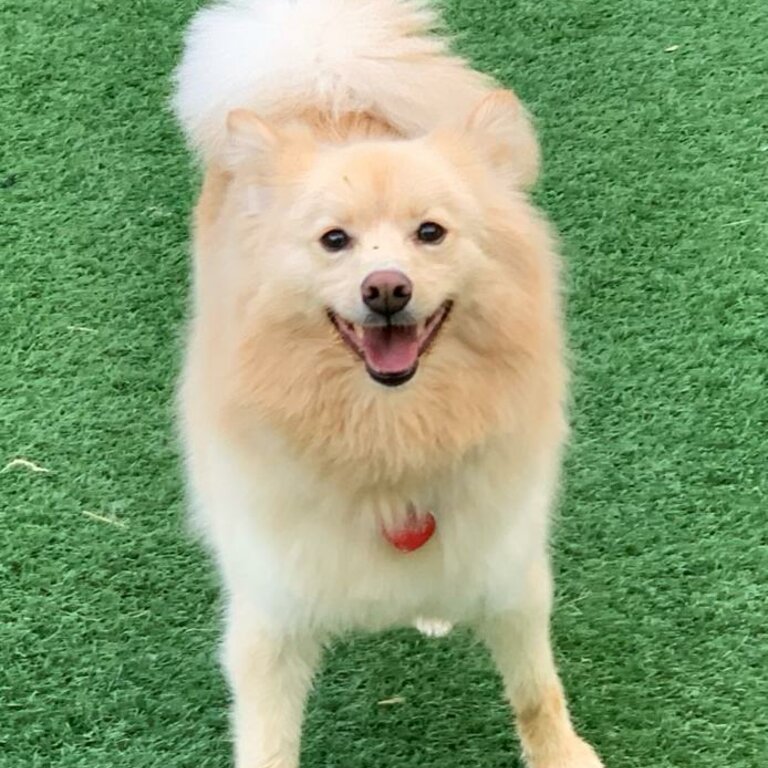 German Spitz Mittel/Pomeranian 2 yrs old looking for new home