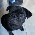 Selling my 6 month old pug -3