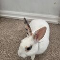 Young male rabbit ready for rehoming-3