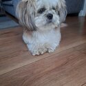 4 year old shihtzu -0