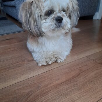 4 year old shihtzu 