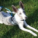 I want to sell this welsh border collie as i found out that im allergic to dog fur . He was born on -0