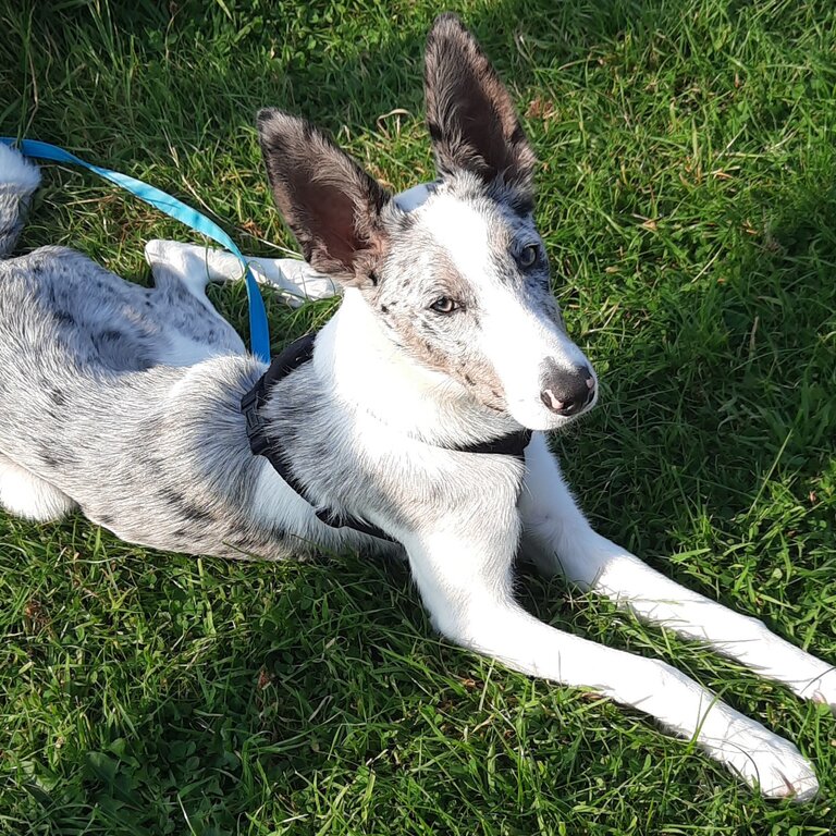 I want to sell this welsh border collie as i found out that im allergic to dog fur . He was born on 