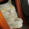 British Shorthair GCCF registered lilac kitten for sale -4