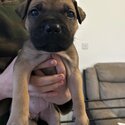 Cane Corso X Bullmastiffx puppies for sale-0