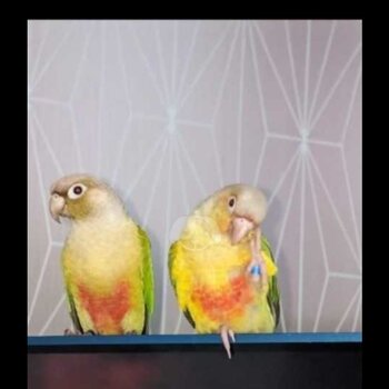 Parakeet