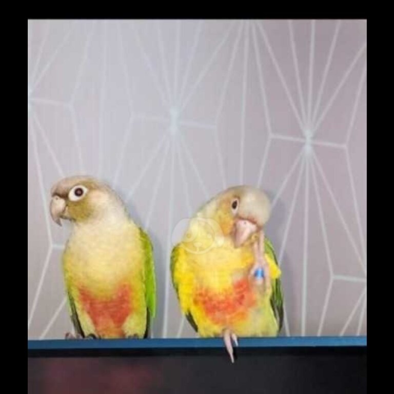 Parakeet