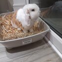 Mini Lop Boy Rabbit - BooBoo-4